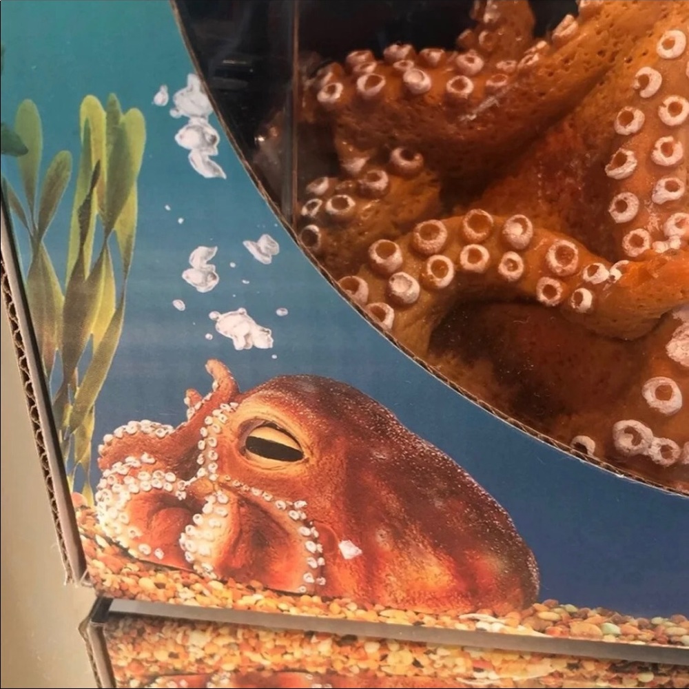 Aquarium Octopus 🐙 - Picture 5 of 5